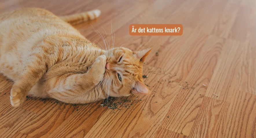 en katt rullar runt på golvet efter att sniffat kattmynta