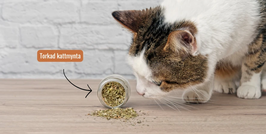 en katt rullar runt på golvet efter att sniffat kattmynta