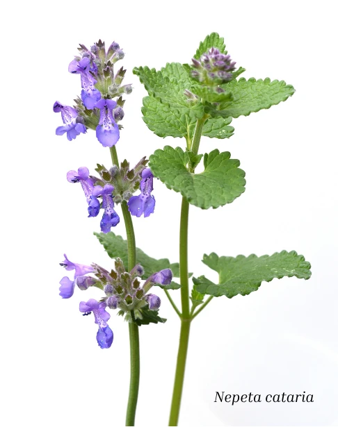 växten nepeta cataria kattmynta med blommor